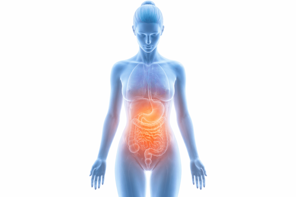 Human digestive system illustration